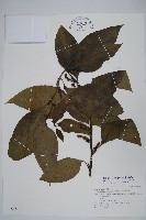 藏品(多子漿果莧)的圖片