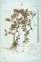 藏品(金鈕釦)的圖片