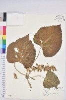 藏品(蟲屎)的圖片