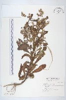 藏品(生毛將軍)的圖片