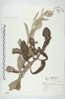 藏品(毛將軍)的圖片