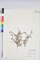 藏品(伏生大戟)的圖片