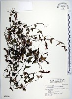 藏品(倒地蜈蚣)的圖片