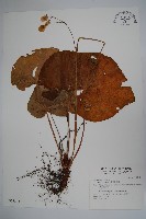 藏品(蘭嶼秋海棠)的圖片