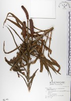 藏品(粗莖麝香百合、糙莖麝香百合、鐵炮百合)的圖片