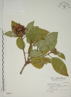 藏品(基尖葉野牡丹、蘭嶼野牡丹)的圖片