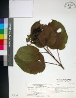 藏品(臭娘子)的圖片