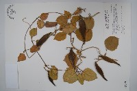 藏品(蘭嶼牛皮消、蘭嶼白薇)的圖片