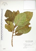 藏品(大冇榕、稜果榕)的圖片