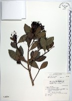 藏品(樹杞)的圖片