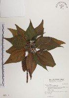 藏品(蘭嶼水絲麻)的圖片