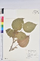 藏品(紅頭鐵莧、蘭嶼鐵莧)的圖片