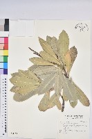 藏品(蘭嶼土沉香)的圖片