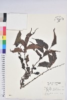 藏品(披針葉饅頭果)的圖片