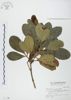 藏品(假三腳虌)的圖片