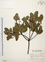 藏品(厚葉石斑木)的圖片