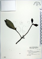 藏品(樹杞)的圖片