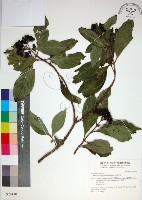 藏品(玉葉金花)的圖片