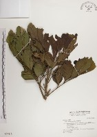 藏品(蘭嶼樹蘭)的圖片