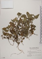 藏品(番杏)的圖片