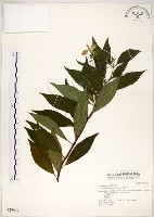 藏品(華八仙)的圖片