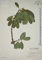 藏品(蘭嶼念珠藤)的圖片