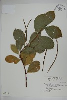 藏品(蘭嶼絡石)的圖片