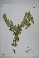 藏品(琉球黃楊)的圖片