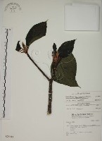 藏品(蘭嶼落葉榕)的圖片