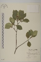 藏品(日本賽衛矛、日本假衛矛)的圖片