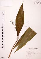 藏品(山月桃)的圖片