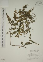 藏品(小葉黃鱔藤)的圖片