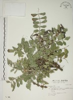 藏品(毛苦參)的圖片