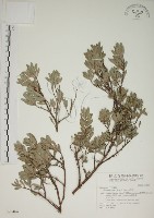 藏品(水芫花)的圖片