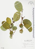 藏品(山豬枷)的圖片