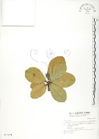 藏品(鵝鑾鼻蔓榕)的圖片