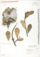 藏品(蘭嶼樹杞、蘭嶼紫金牛)的圖片