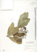 藏品(蘭嶼樹杞、蘭嶼紫金牛)的圖片