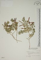 藏品(蘭嶼百脈根)的圖片