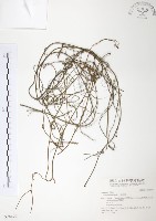 藏品(無根草)的圖片