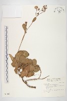 藏品(蘭嶼木耳菜)的圖片