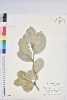 藏品(白樹仔)的圖片