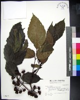 藏品(菲律賓火筒樹)的圖片