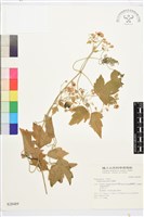 藏品(串鼻龍)的圖片