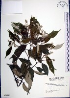 藏品(紅皮、葉下白、赤仔尾)的圖片