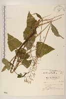 藏品(山苦藚、假福王草)的圖片