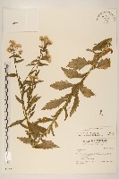 藏品(白頂飛蓬)的圖片