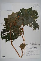 藏品(裂葉秋海棠)的圖片