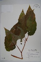 藏品(圓果秋海棠)的圖片