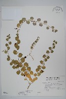 藏品(普刺特草)的圖片